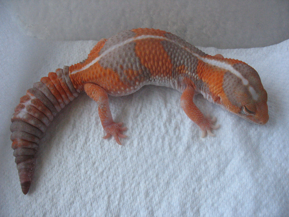Female Tang Fattie