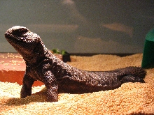 Arnold Basking Tall
