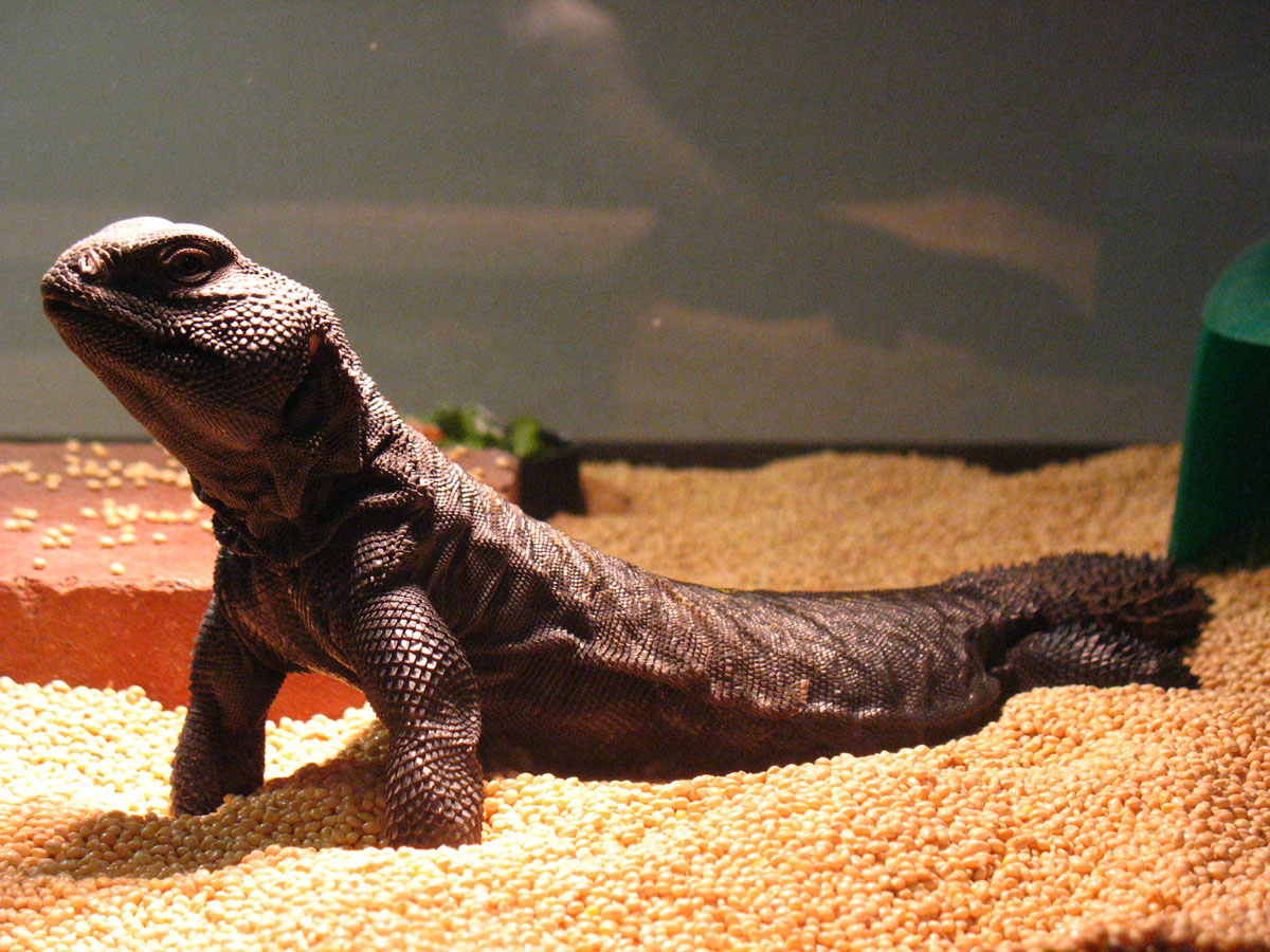 Arnold Basking Tall