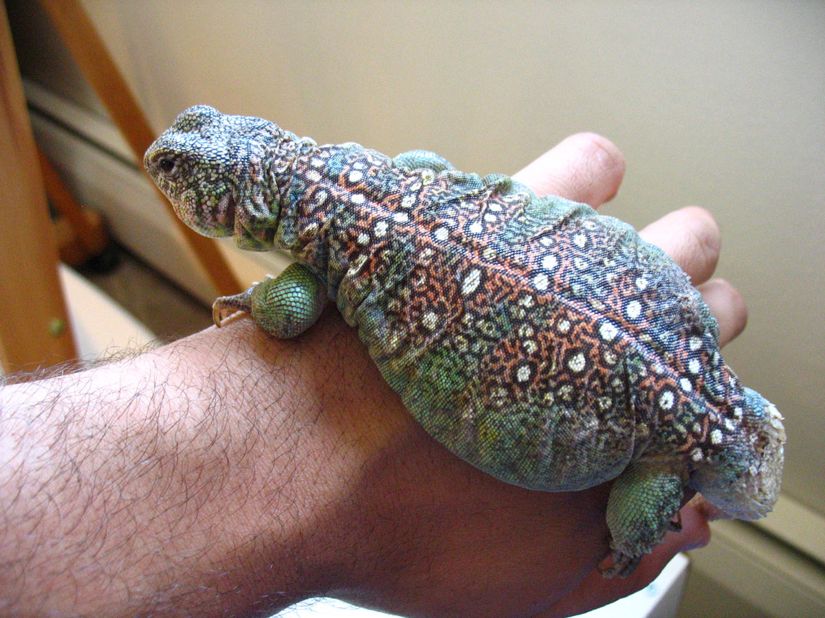 Male Sudanese Ocellated