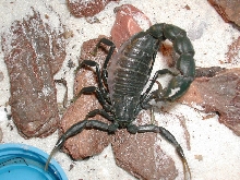 Androctonus bicolor