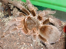 Eupalaestrus tenuitarsus ~~ a close-up