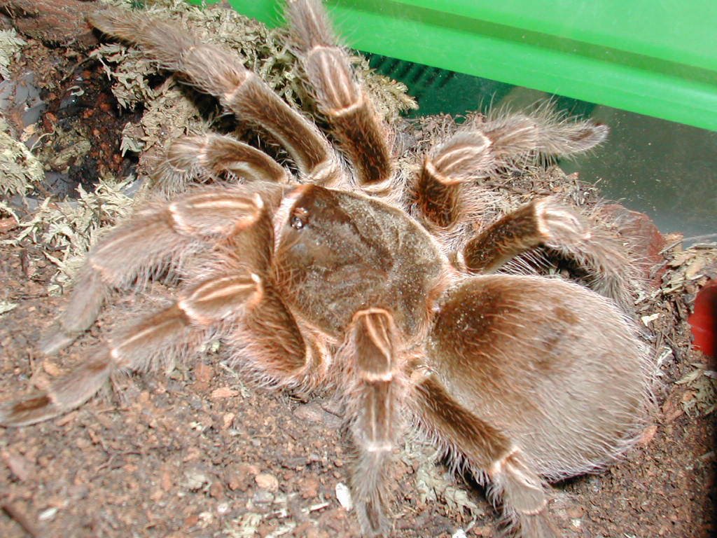 Eupalaestrus tenuitarsus ~~ a close-up