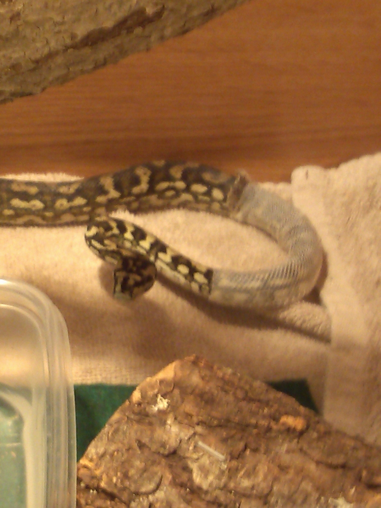 nipper nice shed