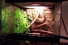 Exo Terra Cage