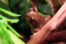 Whites Treefrog