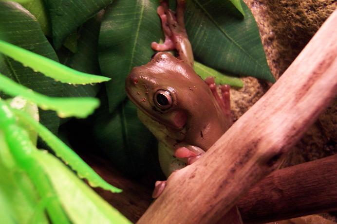 Whites Treefrog