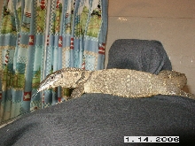 Black Roughneck Monitor