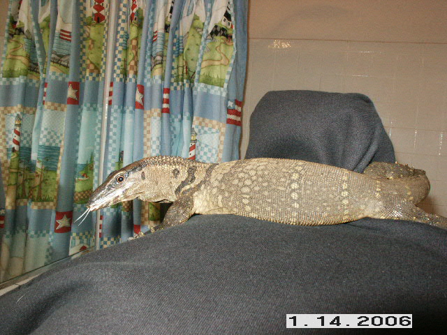 Black Roughneck Monitor