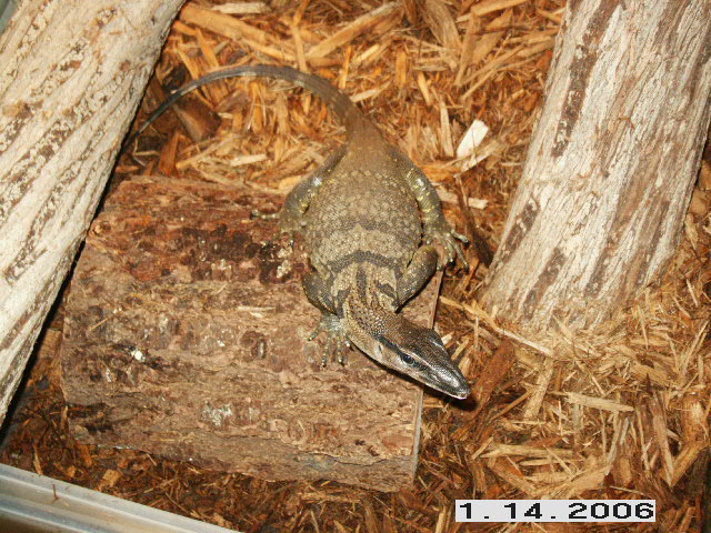 Black Roughneck Monitor