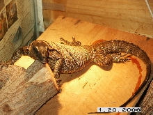 Black Roughneck Monitor
