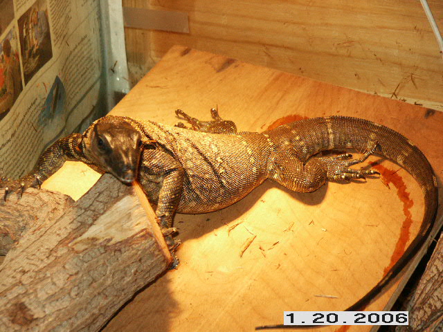 Black Roughneck Monitor