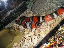 mi nena