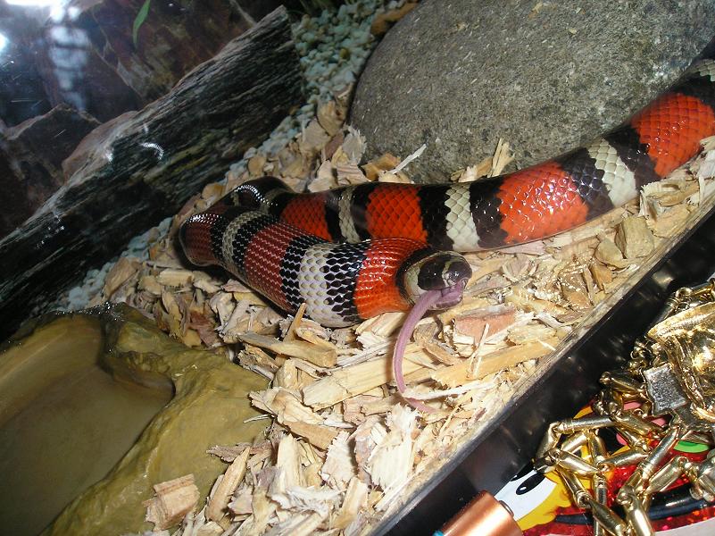 mi nena