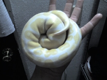 my albino male