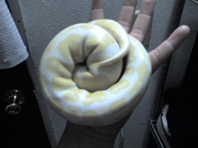 my albino male
