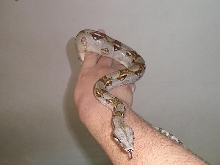 nelson constrictor