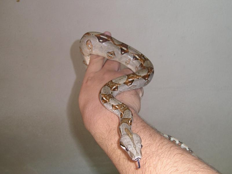 nelson constrictor