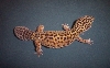 Female Gecko