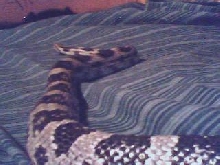 grey rat snake