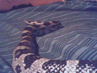 grey rat snake