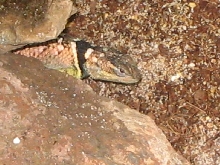 Texas blue female