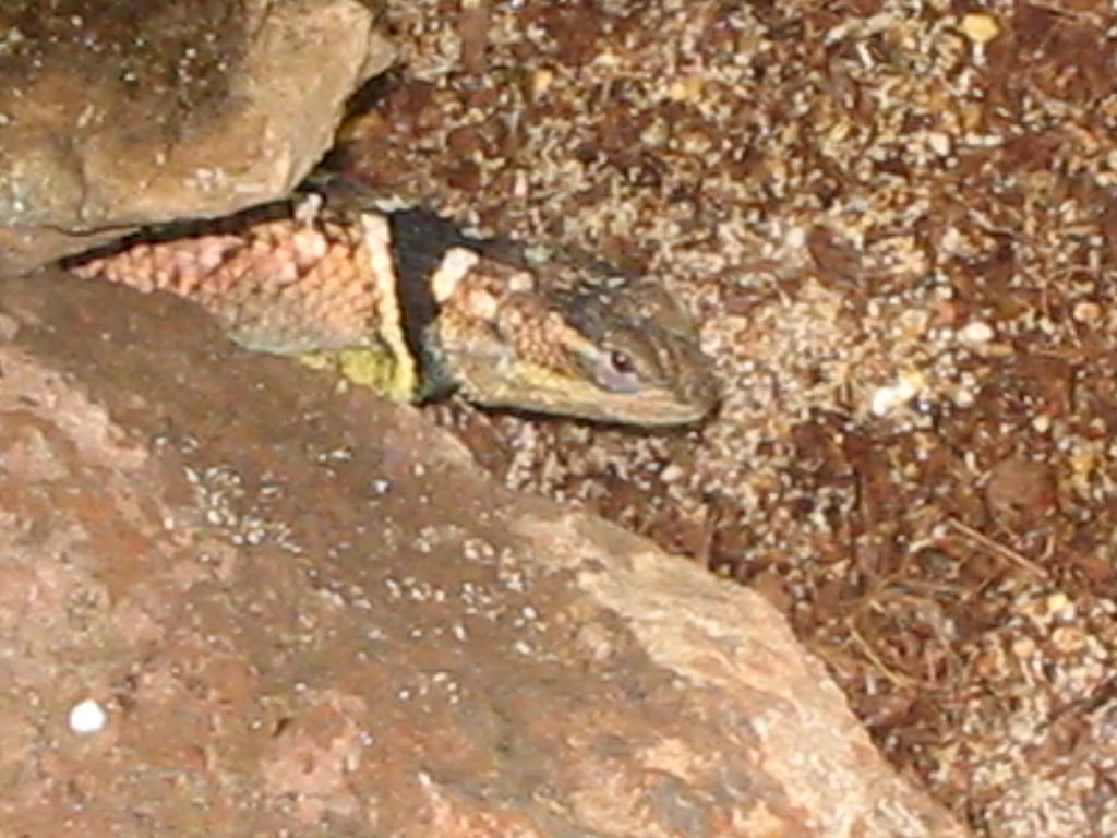Texas blue female