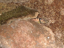 Texas blue female