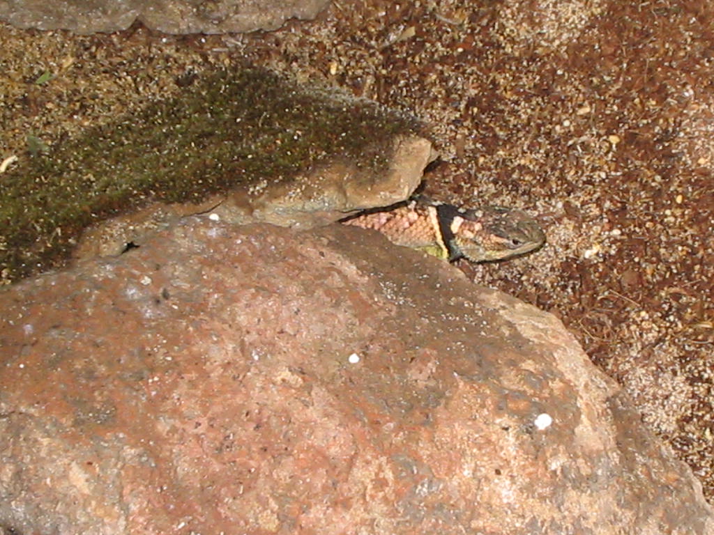 Texas blue female