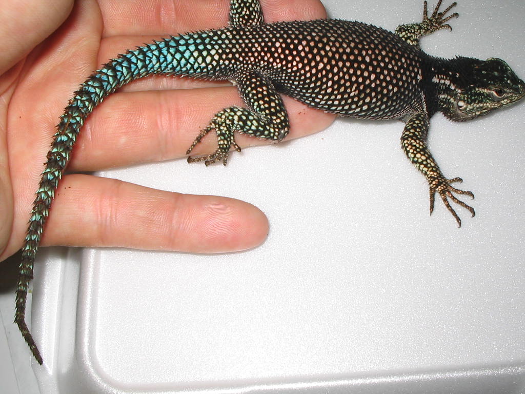 Yarrow breeder male