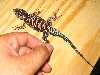 Yarrow breeder male #2