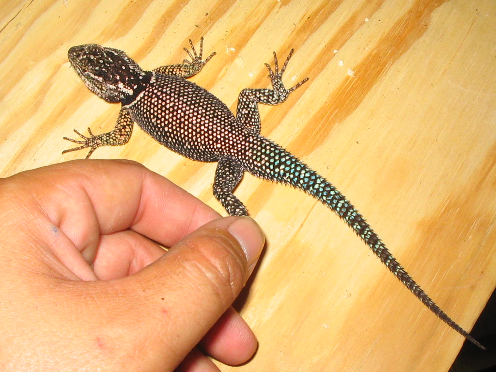 Yarrow breeder male #2