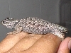 Yarrow Female Gravid