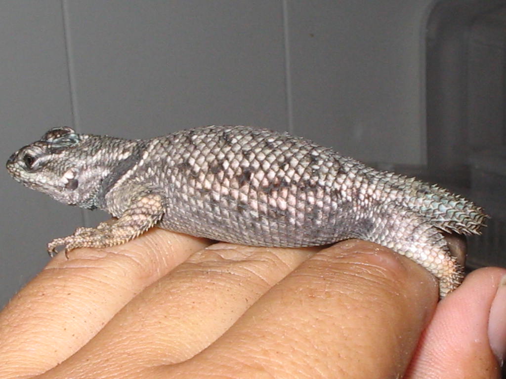 Yarrow Female Gravid