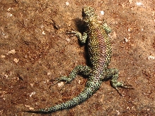 male Granite spiny