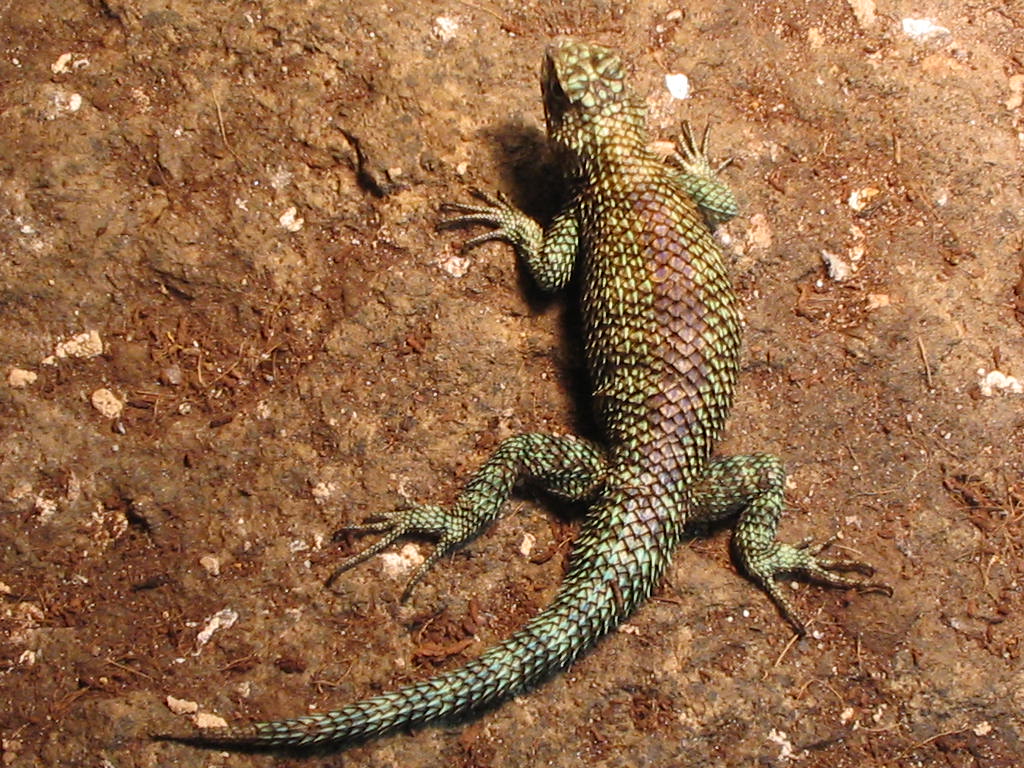 male Granite spiny