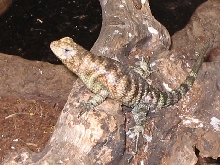 Gravid female Granite spiny