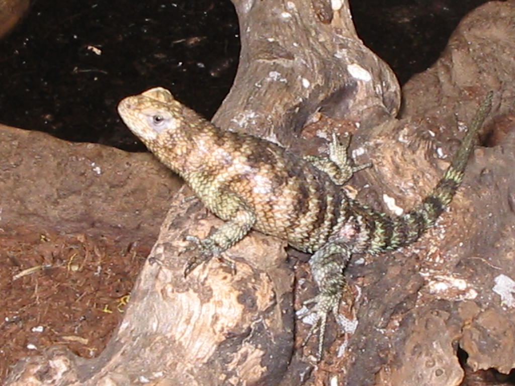 Gravid female Granite spiny