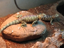 My pair of Granite spiny's