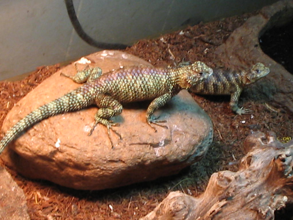 My pair of Granite spiny's
