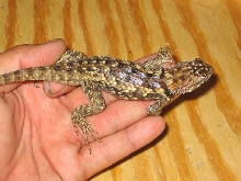 Female S. Arizona Twin spotted Magister