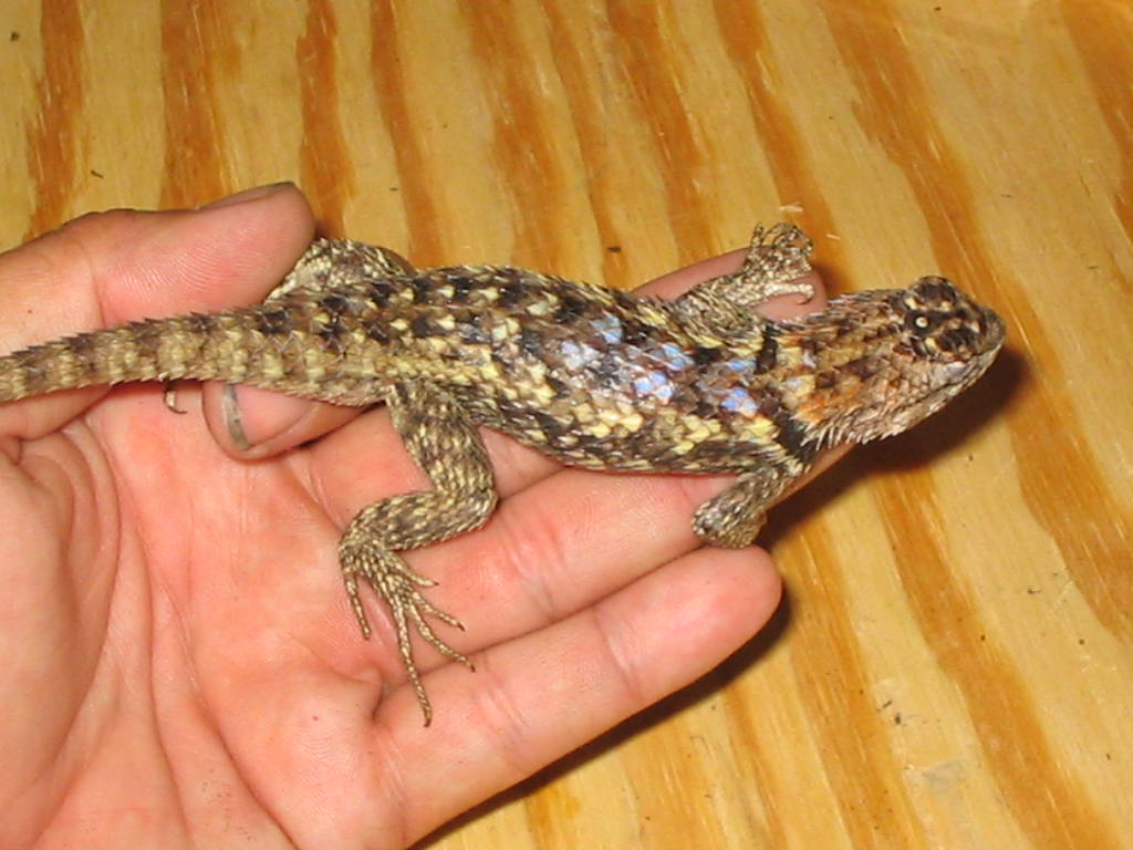 Female S. Arizona Twin spotted Magister