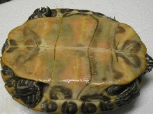 Anerythristic res 2