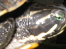 Anerythristic res 5