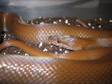 chokolat, the female house snake