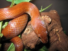 brownie, the red kenian house snake