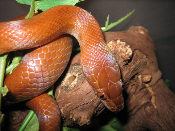 brownie, the red kenian house snake