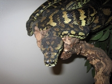 osiris & cheyenne