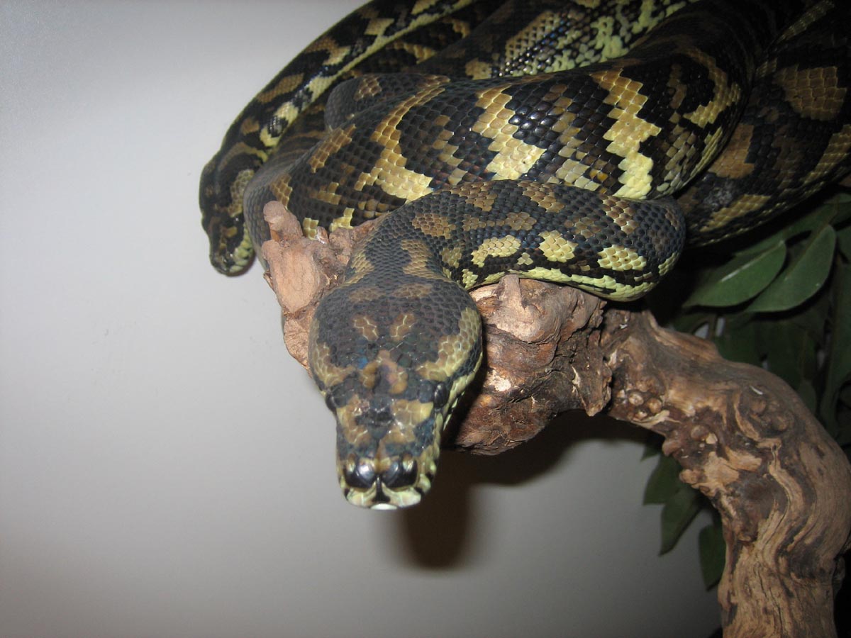osiris & cheyenne