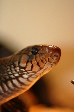male close up